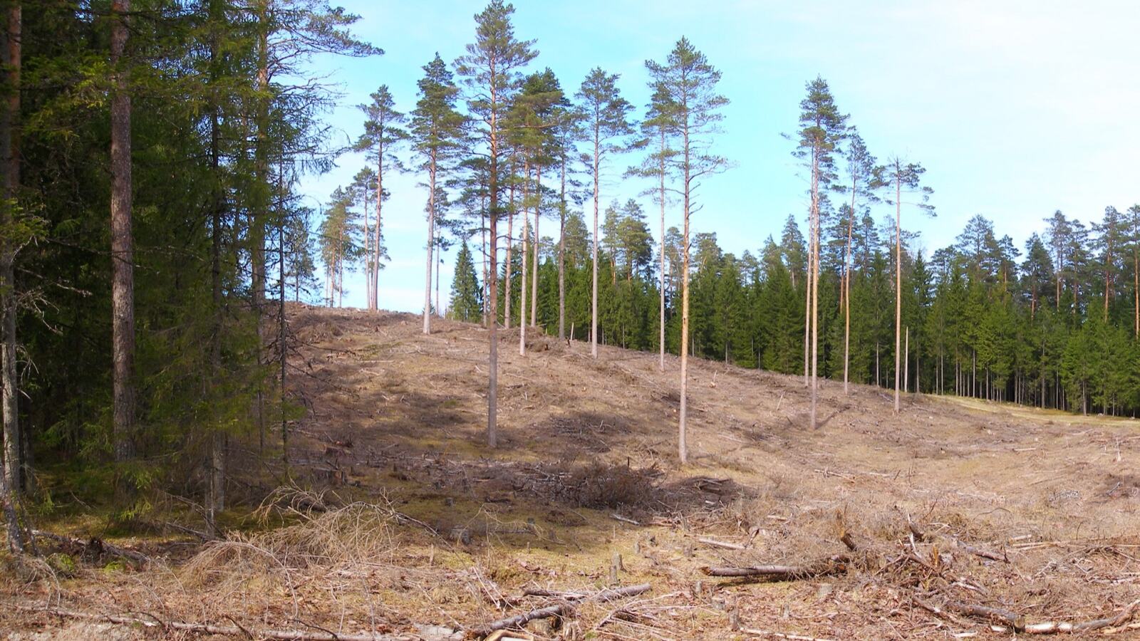 Mixed conifer stand with pine and spruce of varying ages
