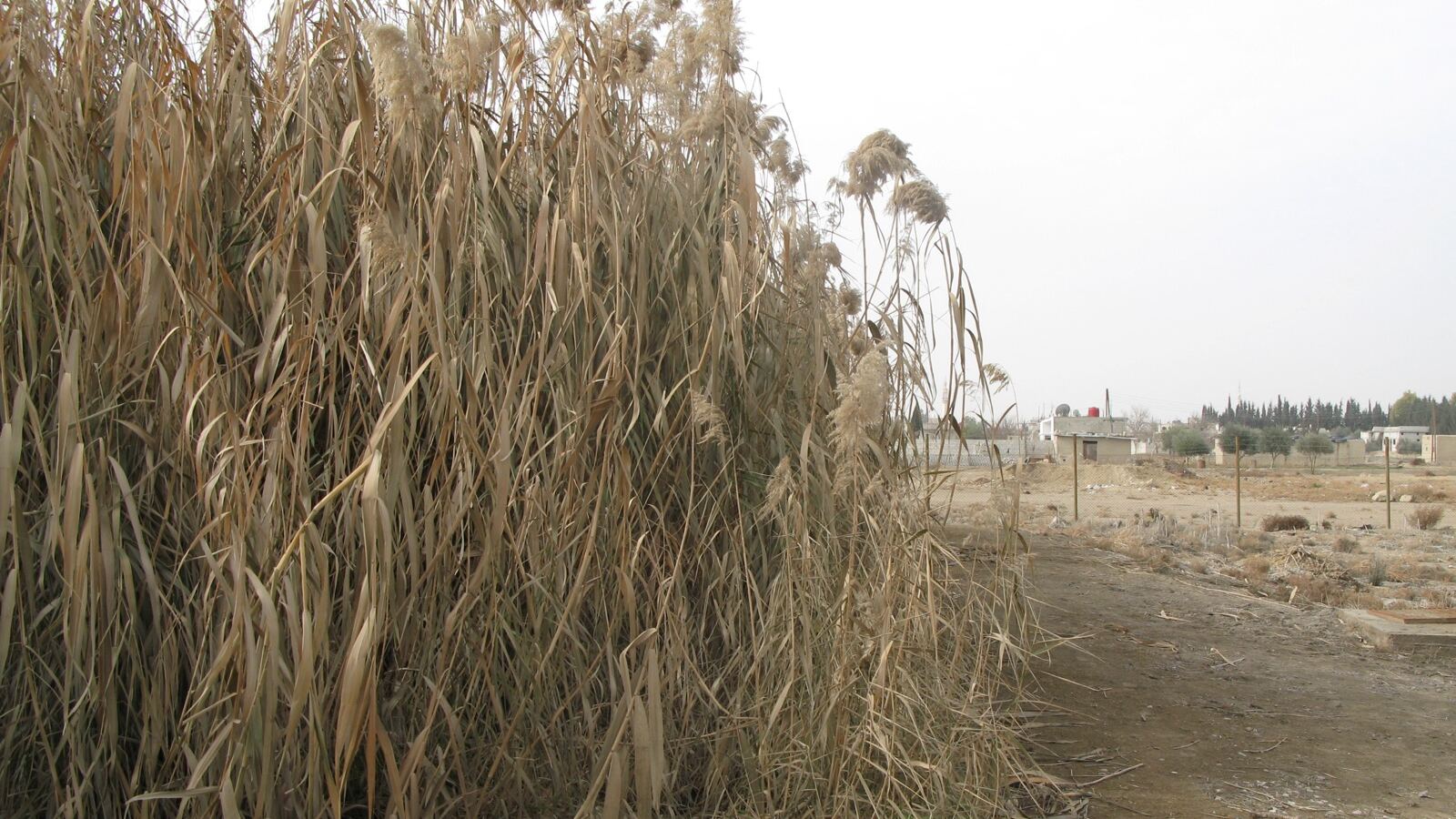 A gravel reed bed planted with Phragmites treating water beside an inlet pipe