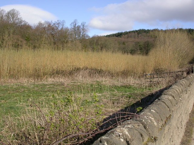 A coppiced hazel stool with multiple straight poles rising from a low cut stump in a winter woodland