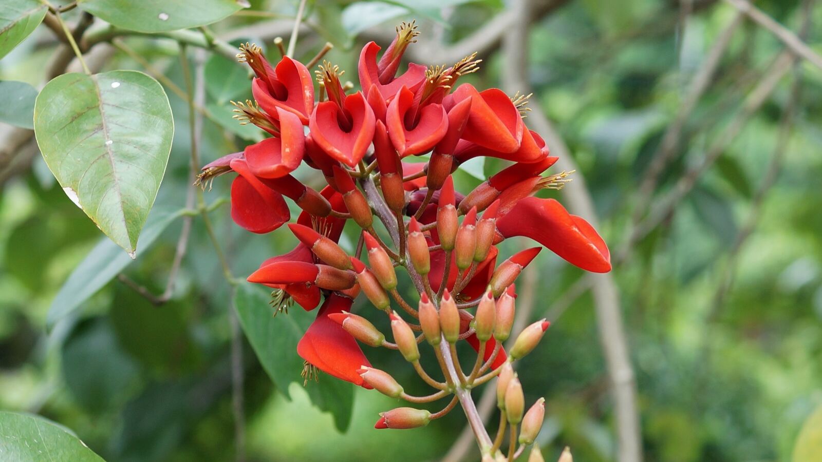 Coral tree with brilliant scarlet flower spikes on leafless branches