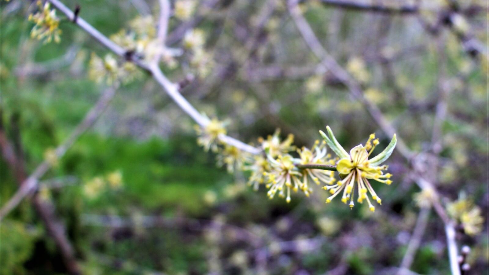 Cornelian cherry with clusters of small yellow flowers on bare late-winter branches