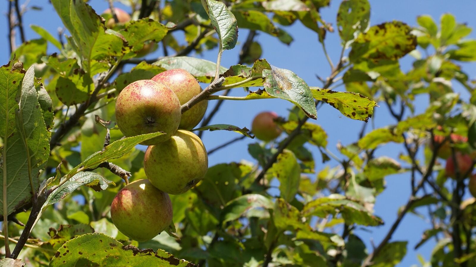 A crab apple tree loaded with small red and yellow fruit