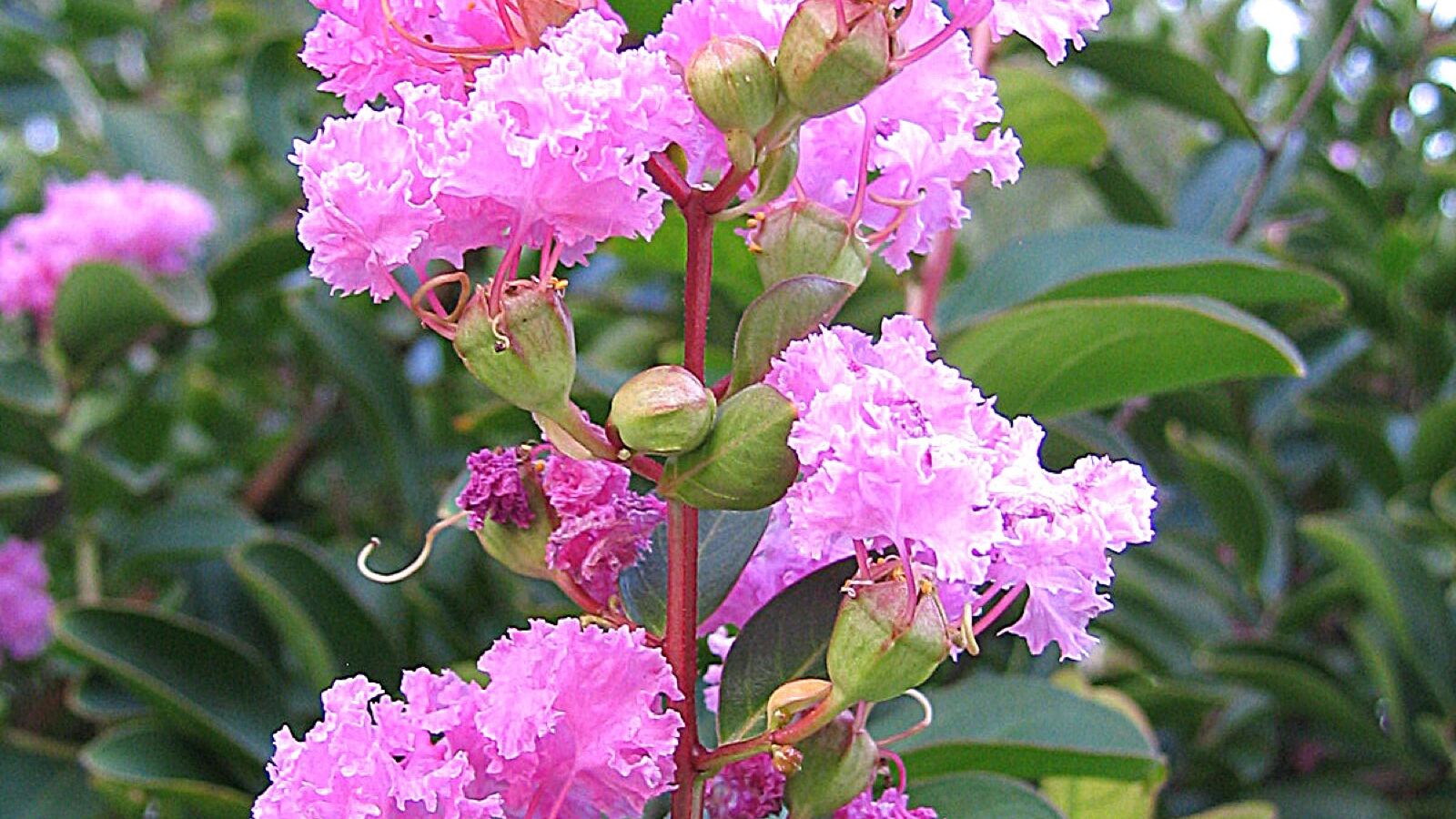Crape myrtle covered in clusters of crinkled pink summer flowers with smooth mottled bark