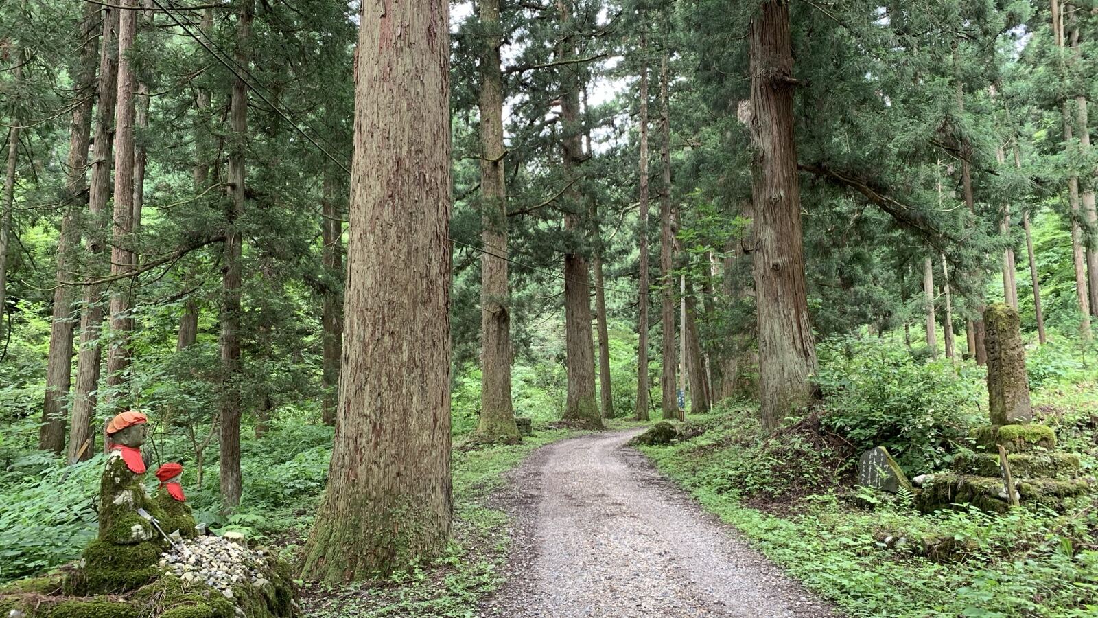 A towering avenue of cryptomeria trees with straight reddish trunks