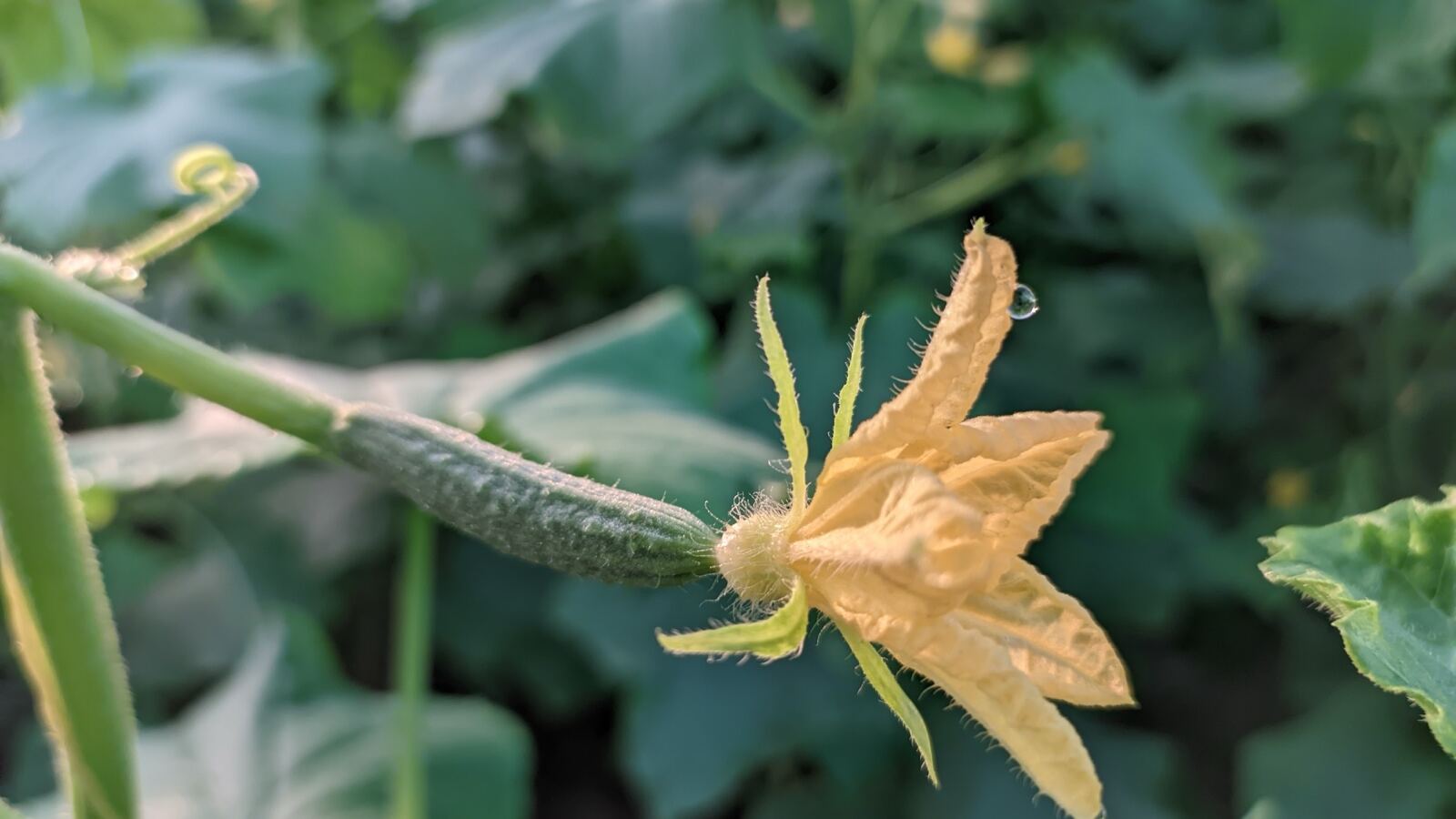 Cucumbers hanging from a vertically trained vine in a greenhouse