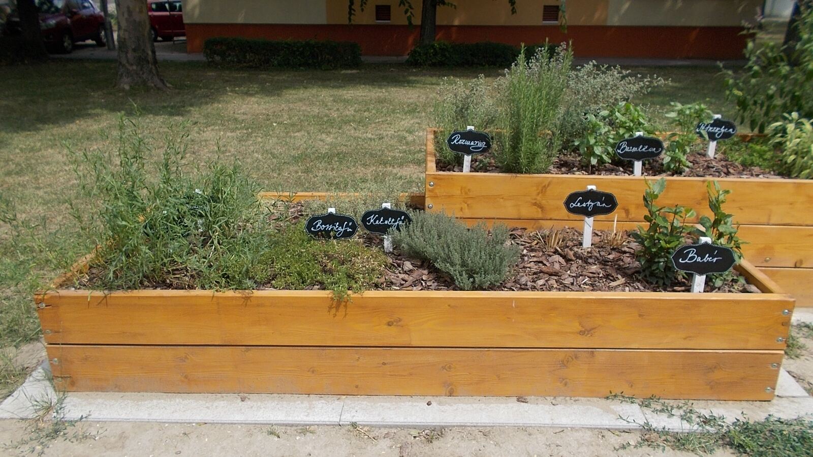 A mixed herb bed with rosemary, thyme, sage and parsley growing together