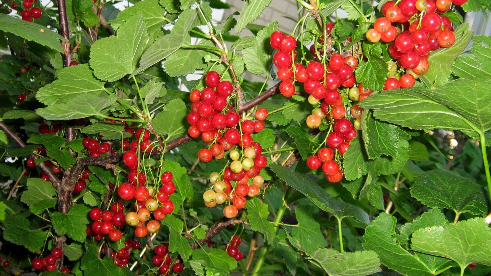 Ripe redcurrants and gooseberries hanging on their bushes