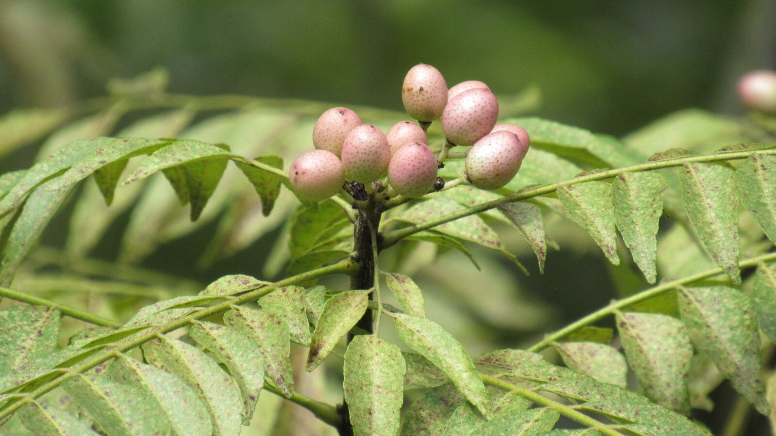 Curry tree branch with glossy compound leaves and clusters of small white flowers