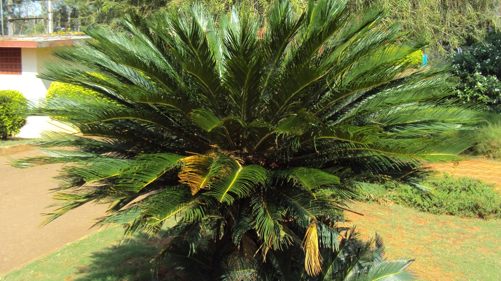 A cycad with a stout trunk and a crown of stiff palm-like fronds