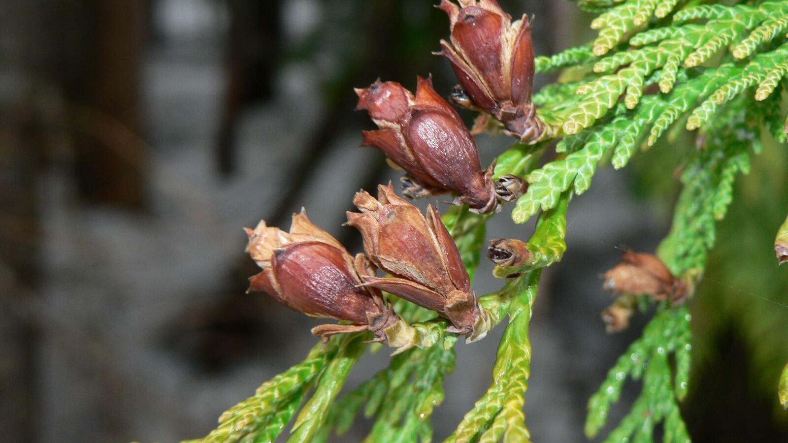 Flattened sprays of scale-like cypress foliage with small rounded cones