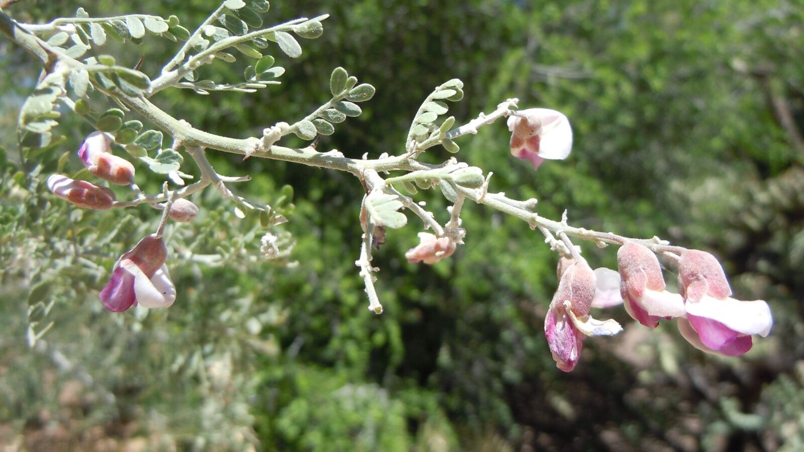 A desert ironwood tree with dense grey-green foliage in the Sonoran Desert