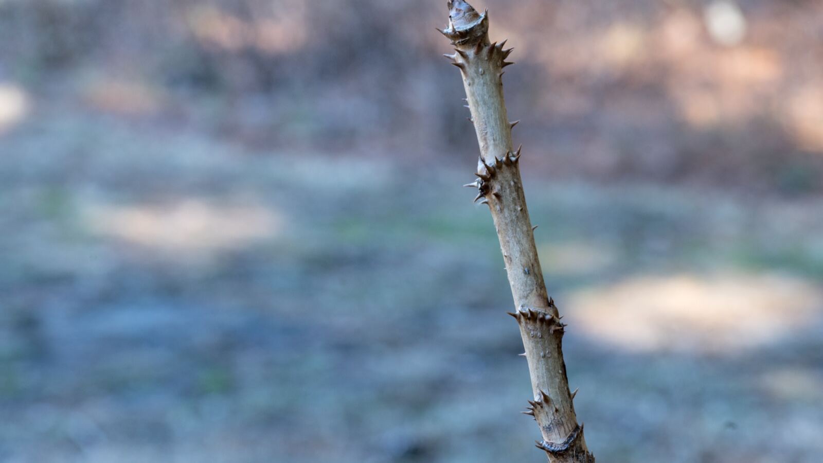 The spiny trunk and huge compound leaves of a devil's walking stick