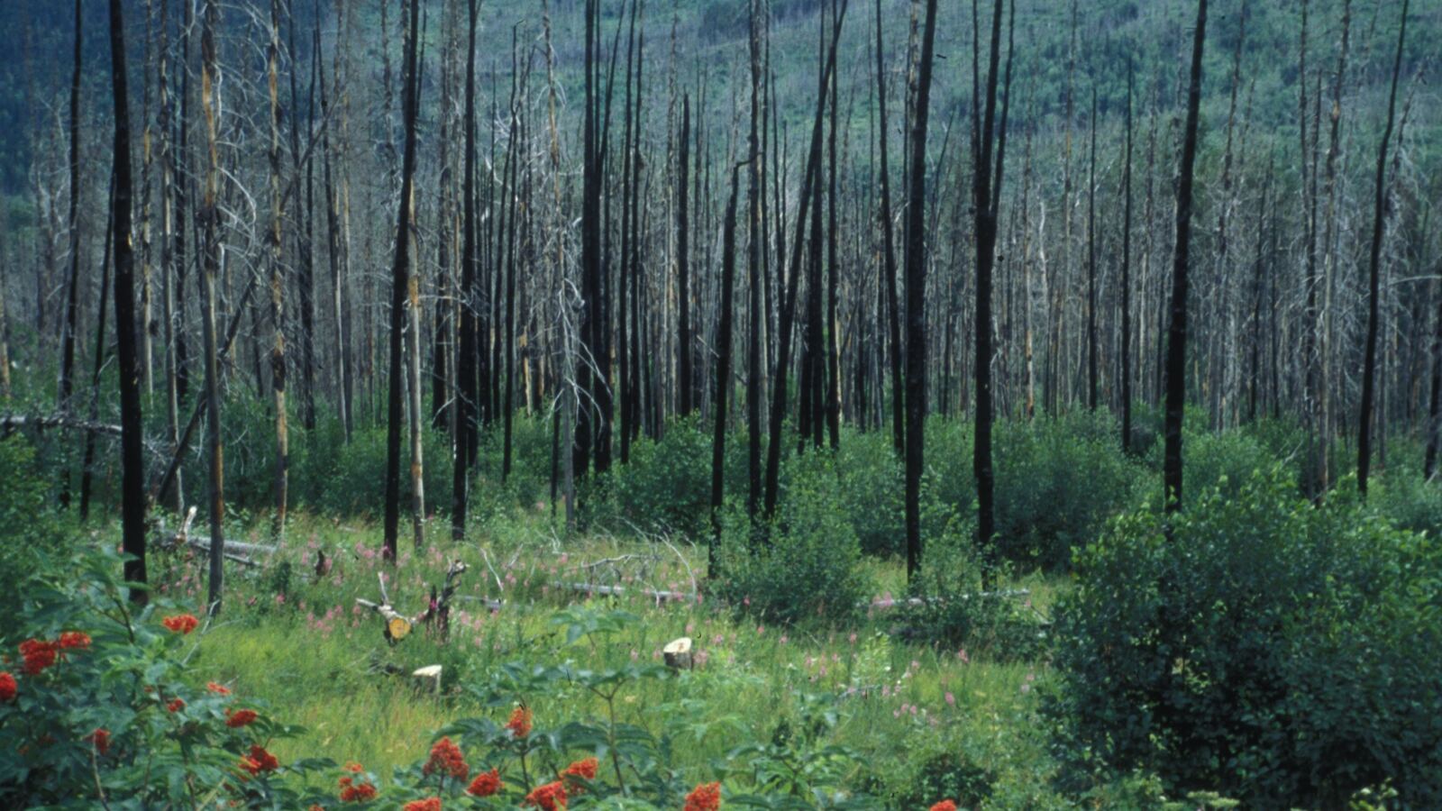Fresh green regrowth and wildflowers rising through a recently burnt woodland