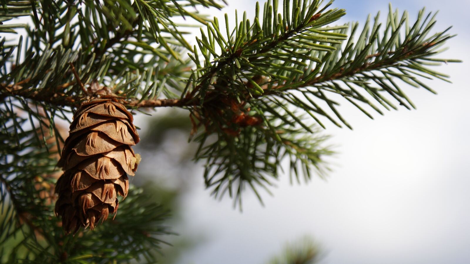 Douglas fir cones showing the distinctive three-pointed bracts between the scales
