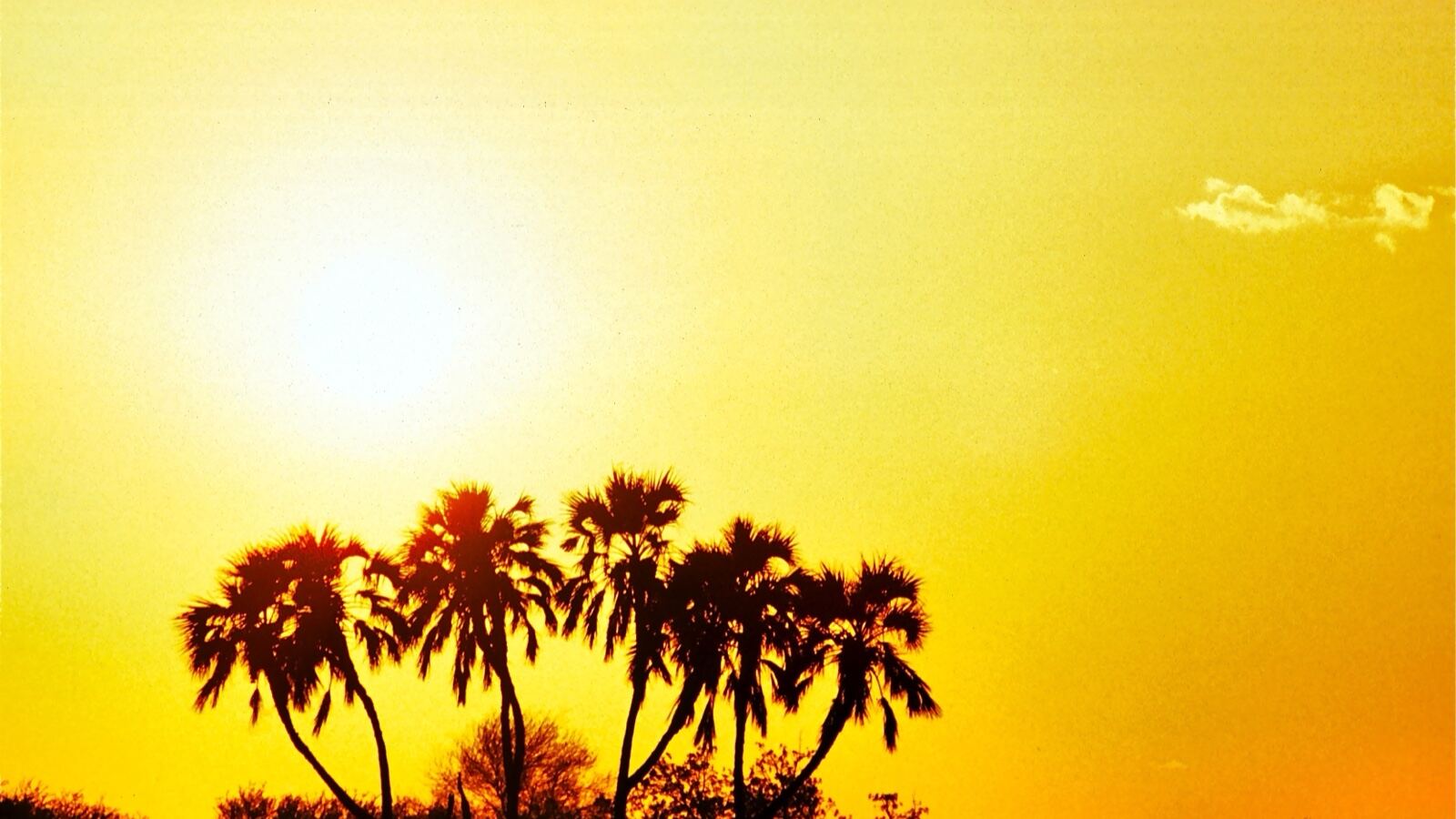 A branching doum palm and a tall palmyra fan palm in dry landscape