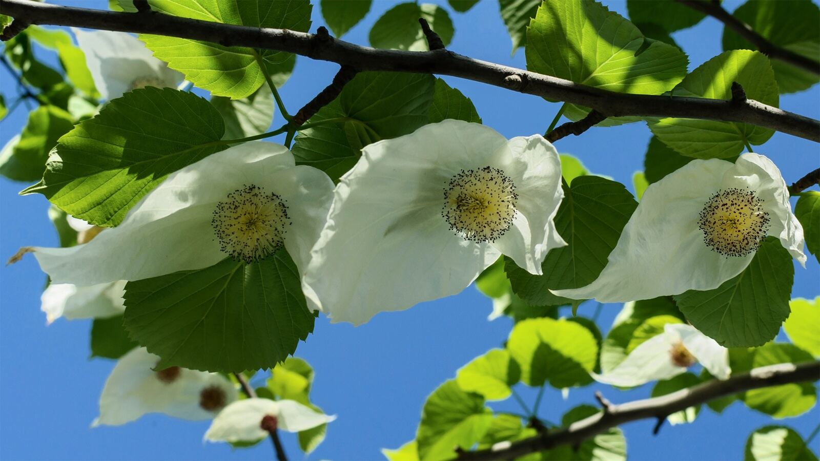Dove tree branch hung with large paired white bracts like handkerchiefs