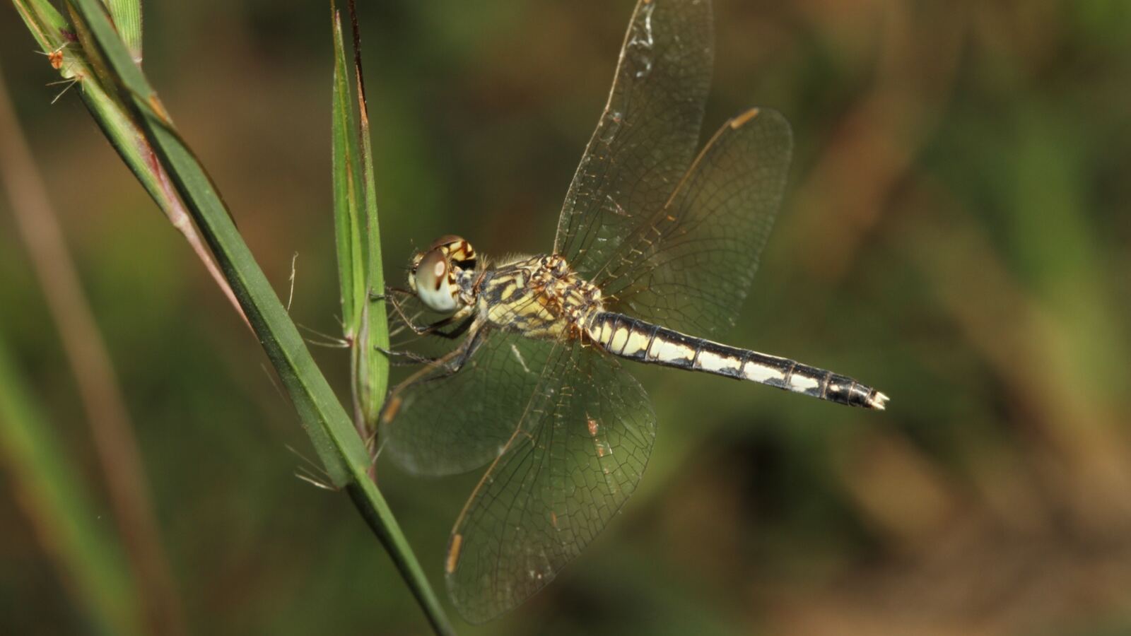 A dragonfly resting on a reed stem above a vegetated pond margin