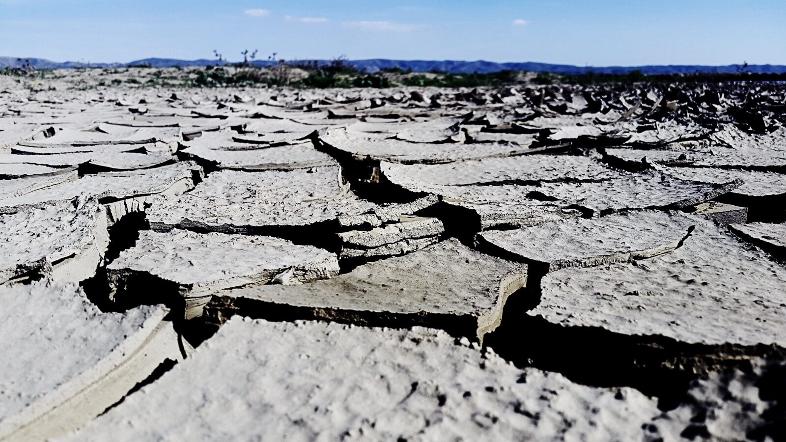 Cracked and curling dry mud stretching across a drought-stricken plain