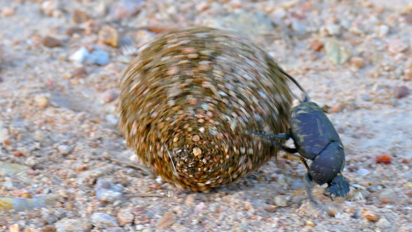 A dung beetle rolling a ball of dung across the ground
