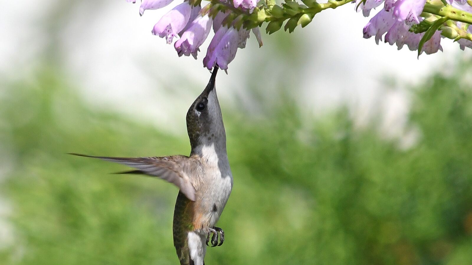 A hummingbird feeding at a long tubular flower it alone can reach