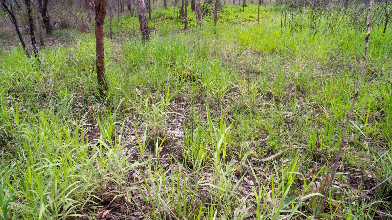 A woodland regrowing vigorously after a storm