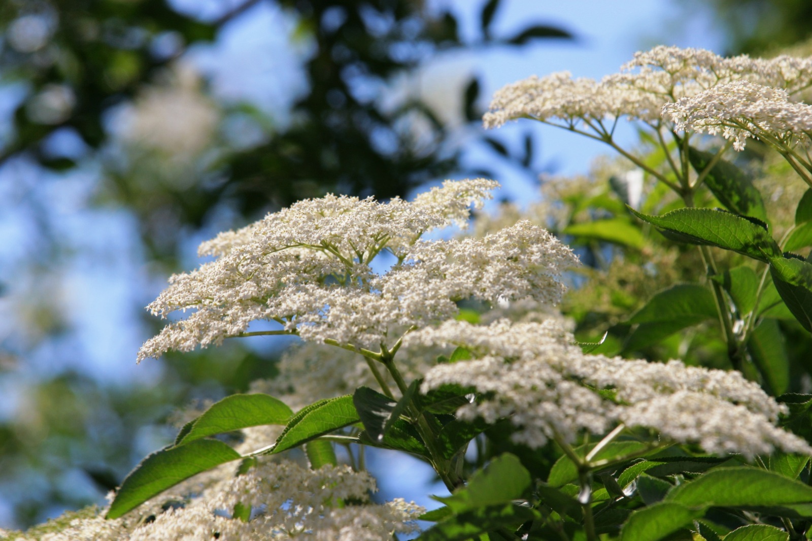 Clusters of dark purple elderberries hanging from a Sambucus nigra branch with serrated green leaves