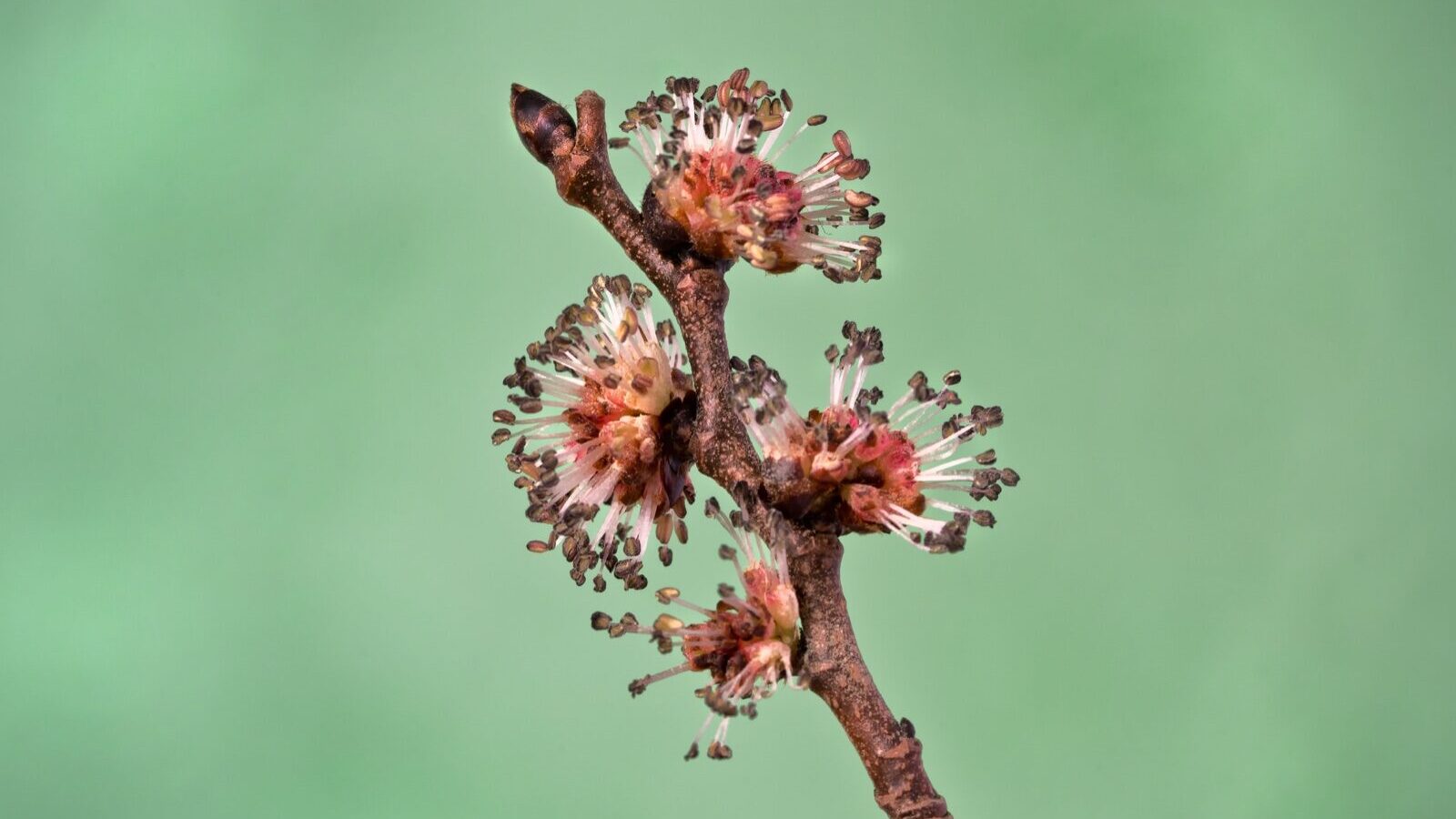 Young elm suckers growing in a hedgerow with the stump of a mature tree behind