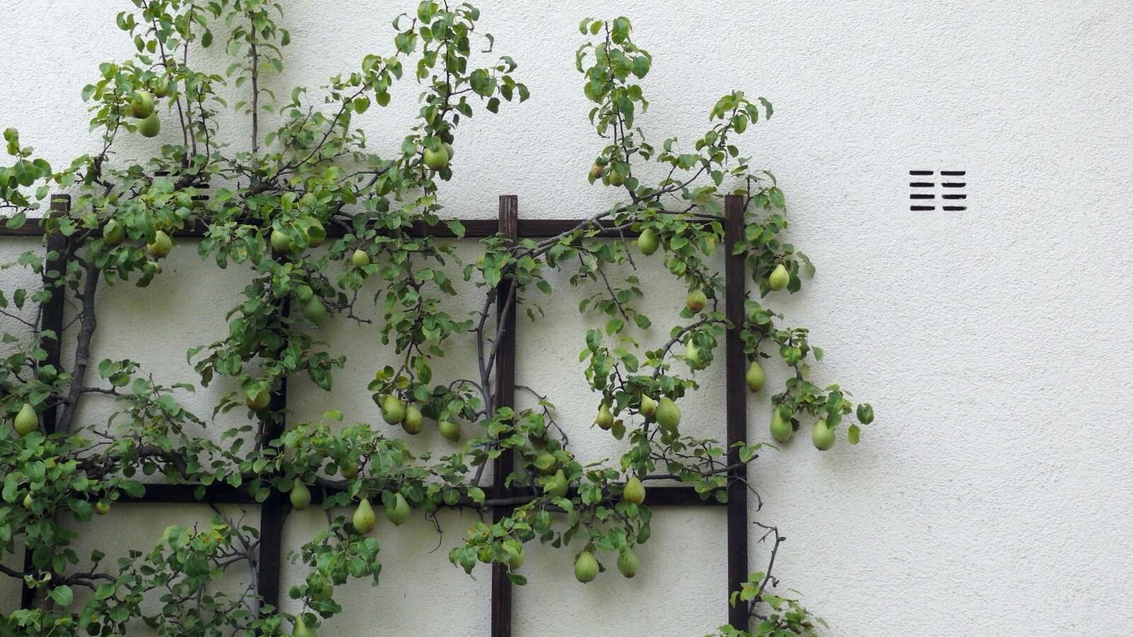 A mature espaliered pear with horizontal tiers trained against a brick wall