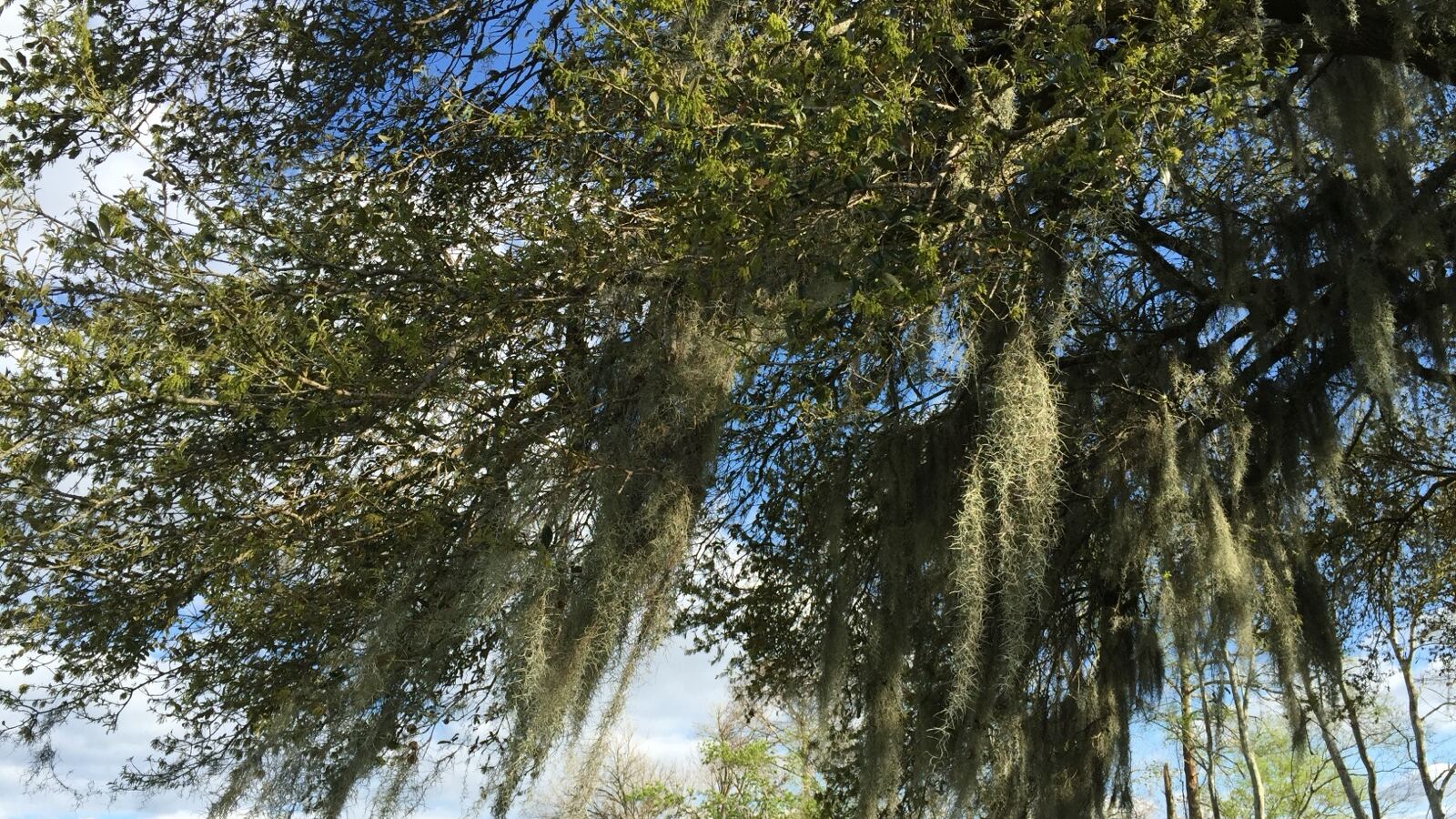 A massive spreading live oak draped with Spanish moss