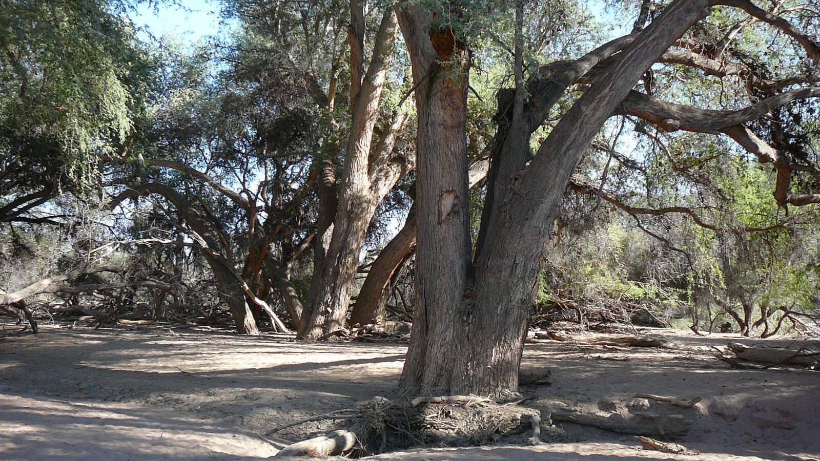 A large faidherbia tree standing over a field of crops in the Sahel