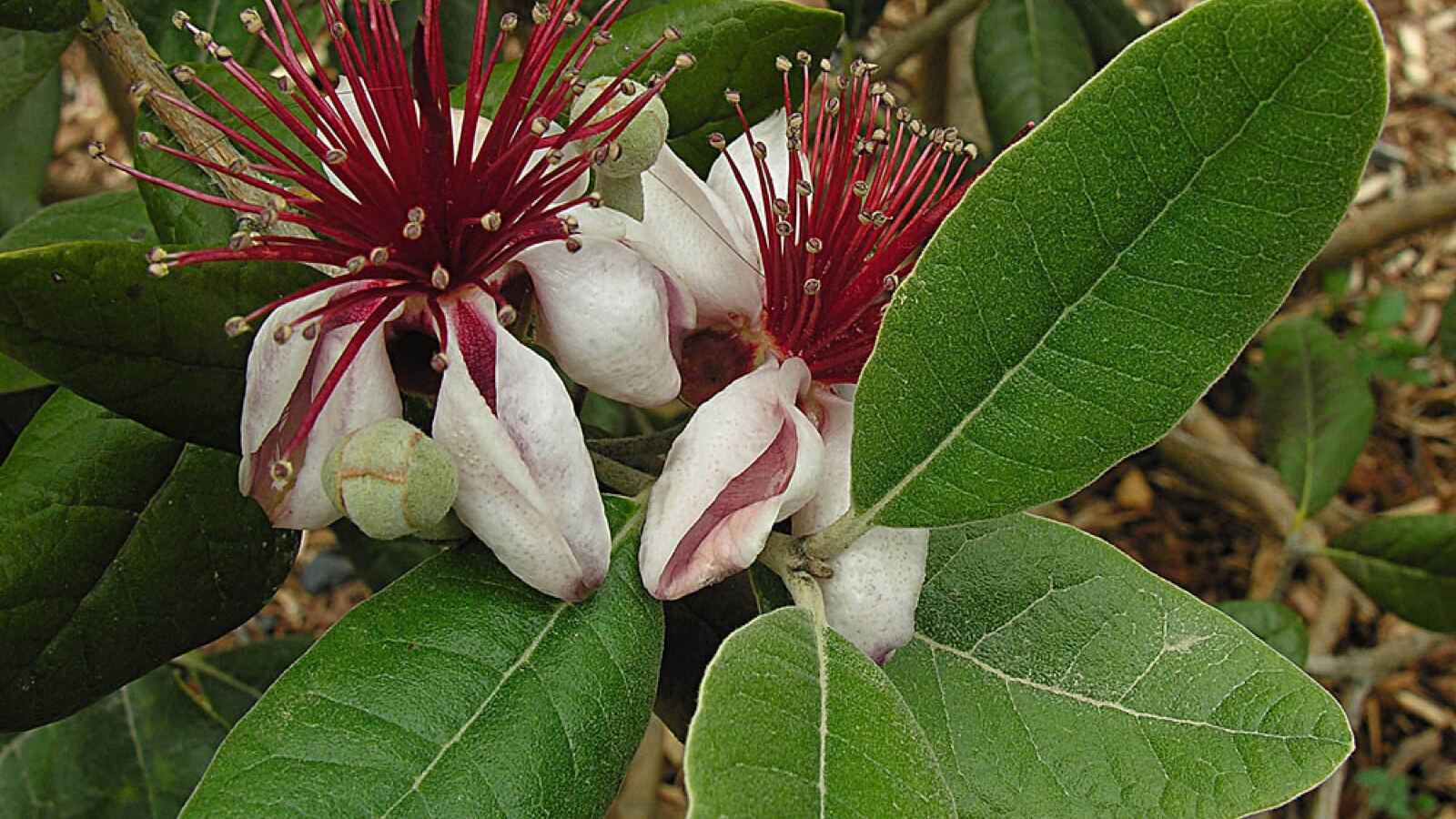 Feijoa fruit and a flower with fleshy pink-and-white petals and red stamens