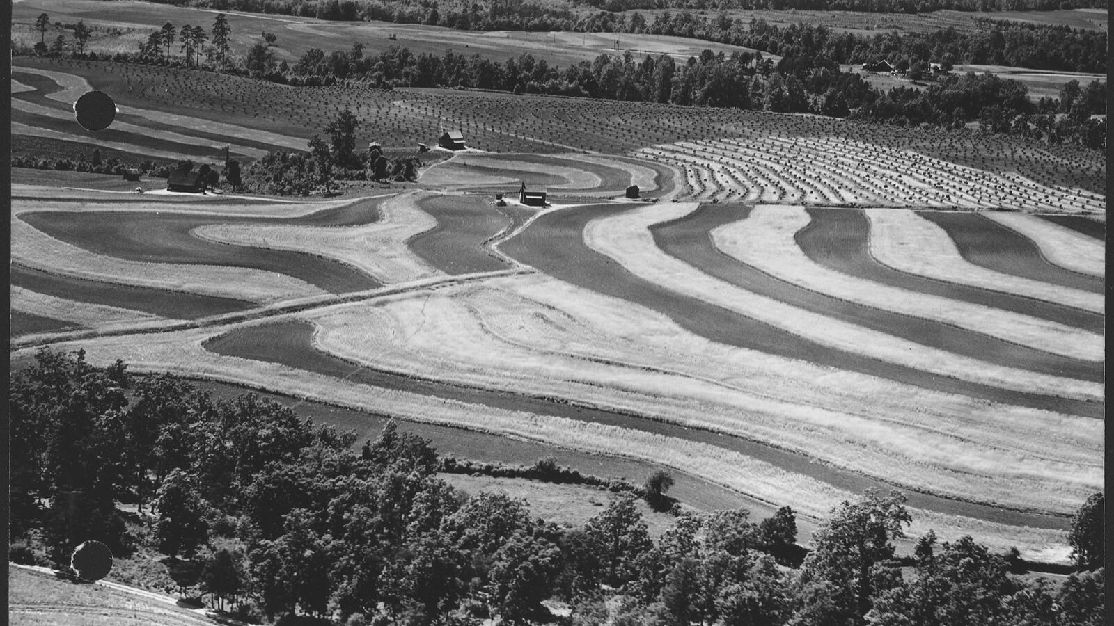 Marking a contour line across a hillside with a simple A-frame level and pegs