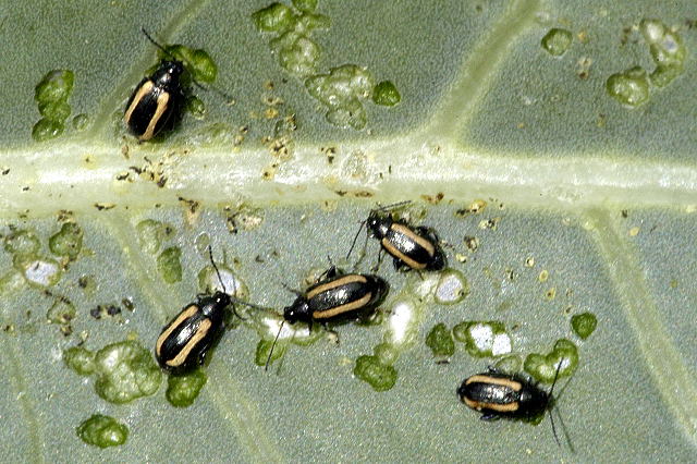A small shiny black flea beetle on a perforated arugula leaf showing classic shothole damage