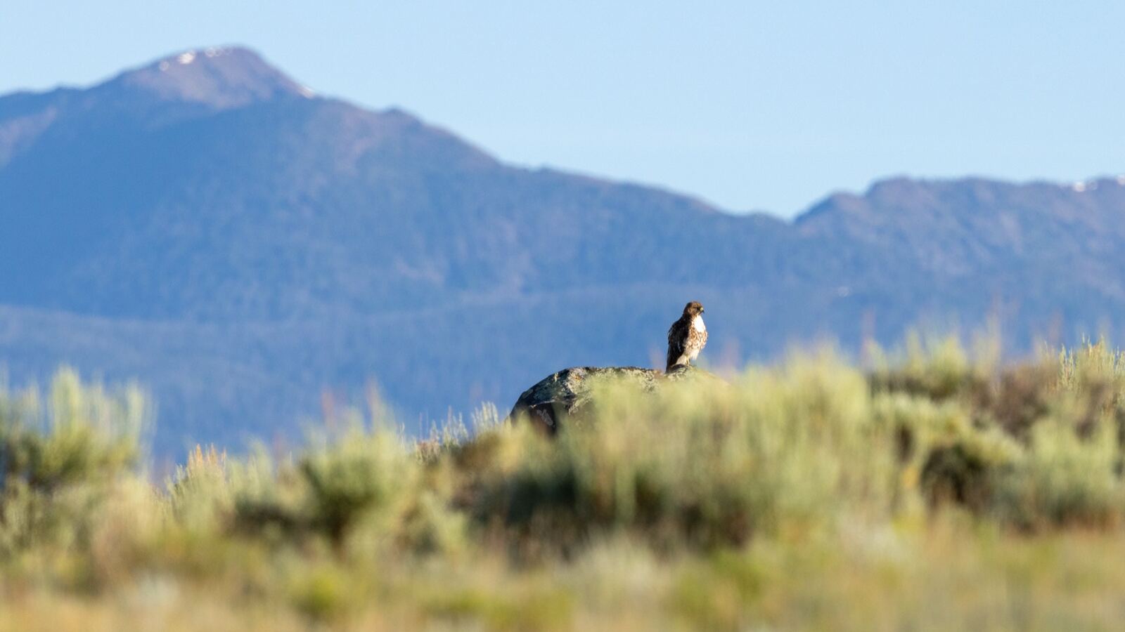 A hawk, its prey, and the plants below — links in a food web