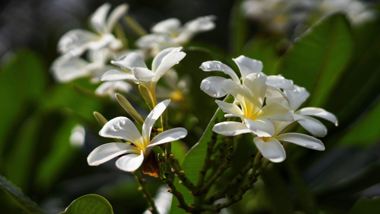 Frangipani flowers in white and yellow with thick waxy petals on bare branches