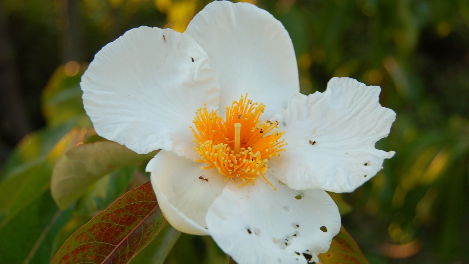 Franklinia in bloom with white camellia-like flowers and golden centres