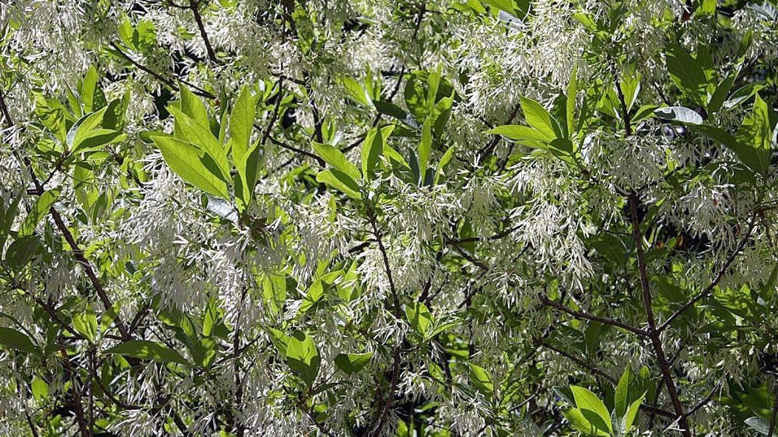 Fringe tree covered in fleecy white strap-petalled flowers