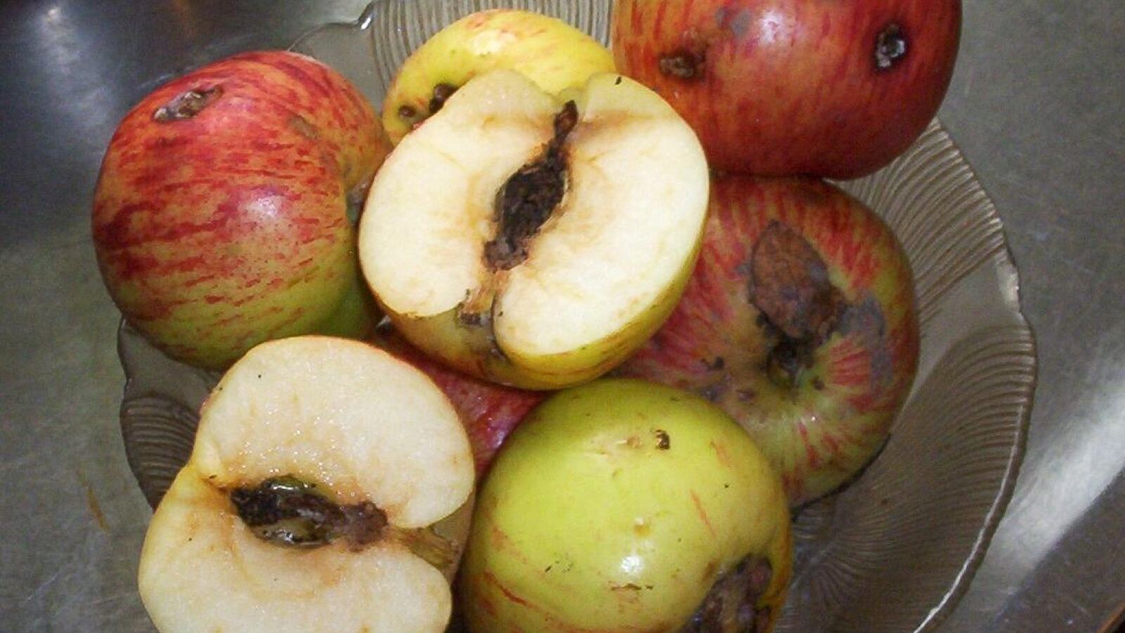 An apple cut open to reveal codling-moth damage at the core