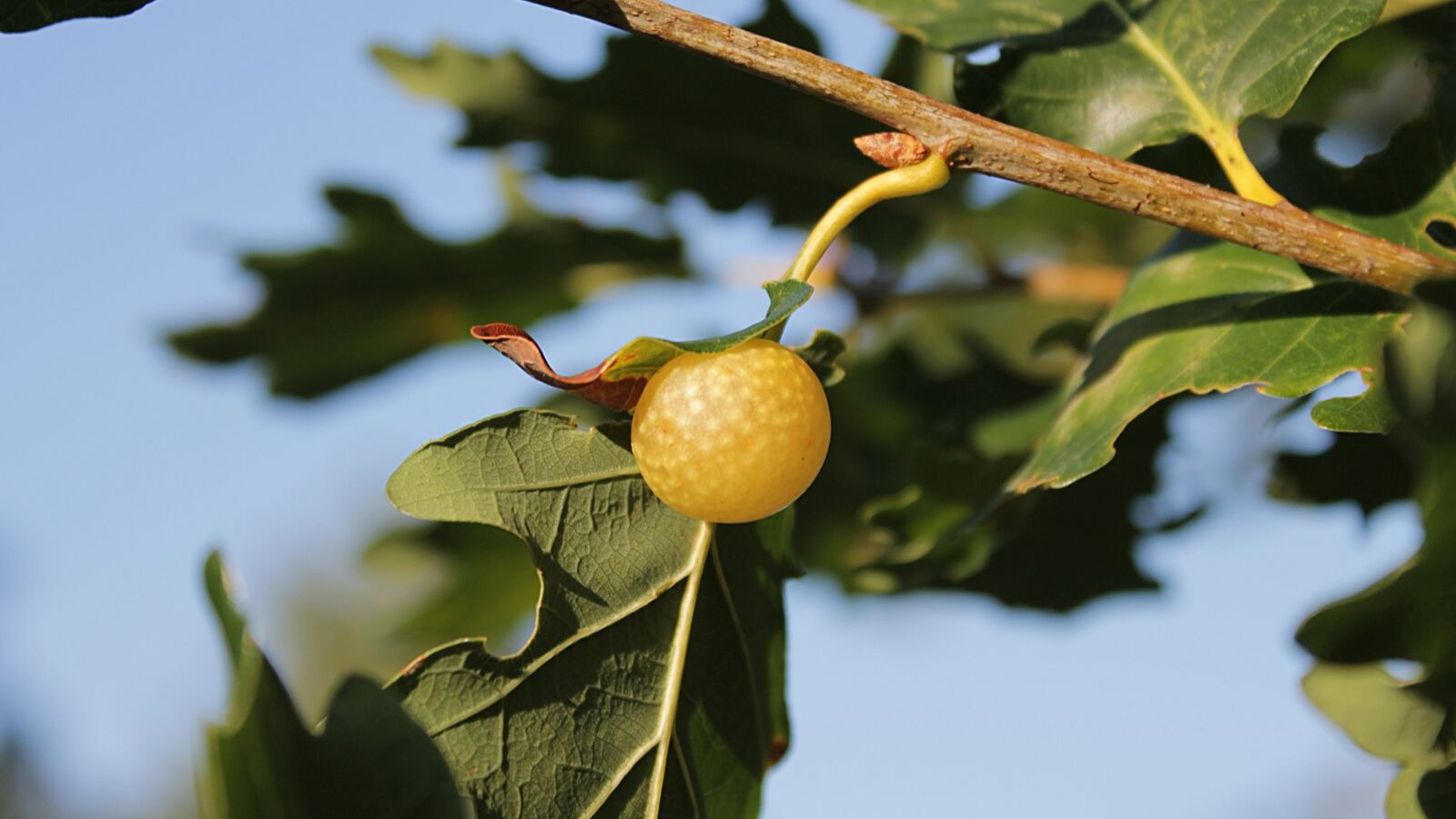 Round oak marble galls on an oak twig