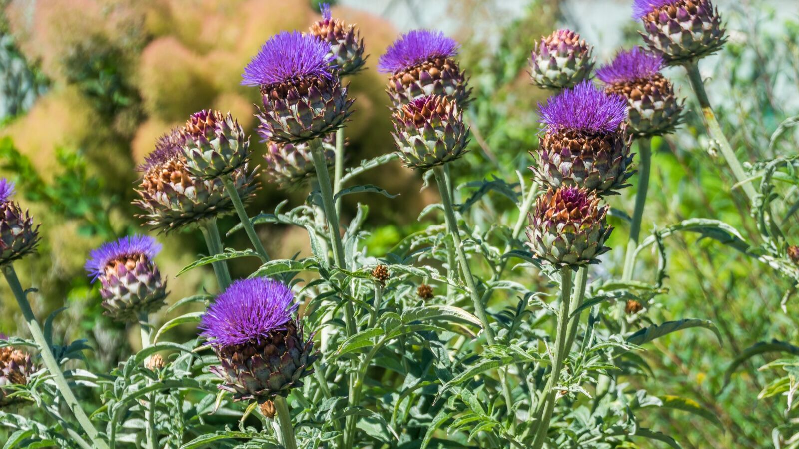 A globe artichoke head on the plant with silver-grey serrated foliage