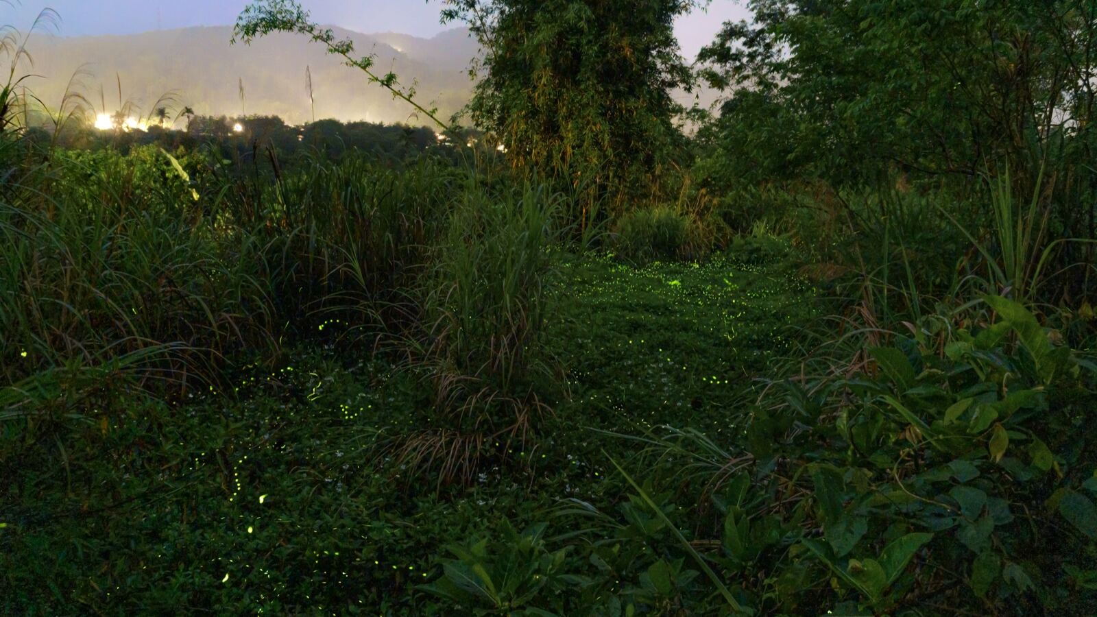 Fireflies making trails of light in a dark meadow at night