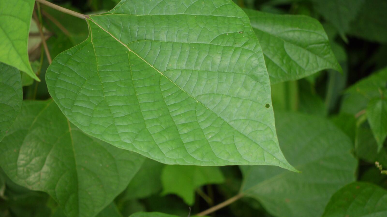 Gmelina arborea tree with broad leaves and clusters of yellow-brown flowers