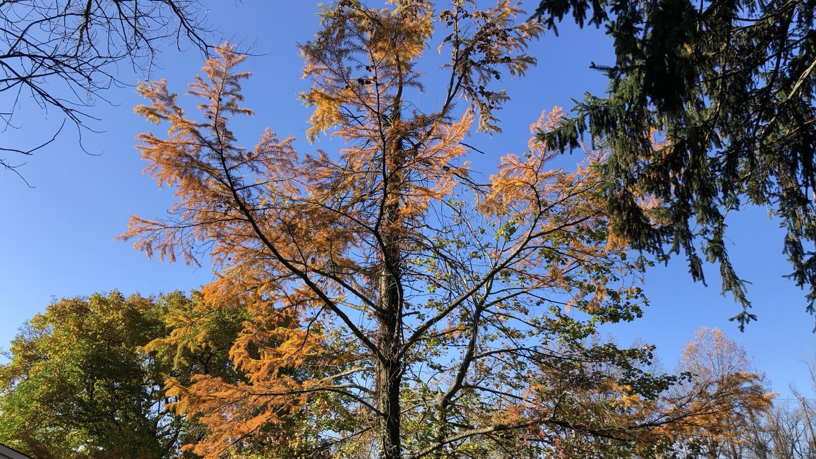 A golden larch in autumn, its needles turned brilliant gold