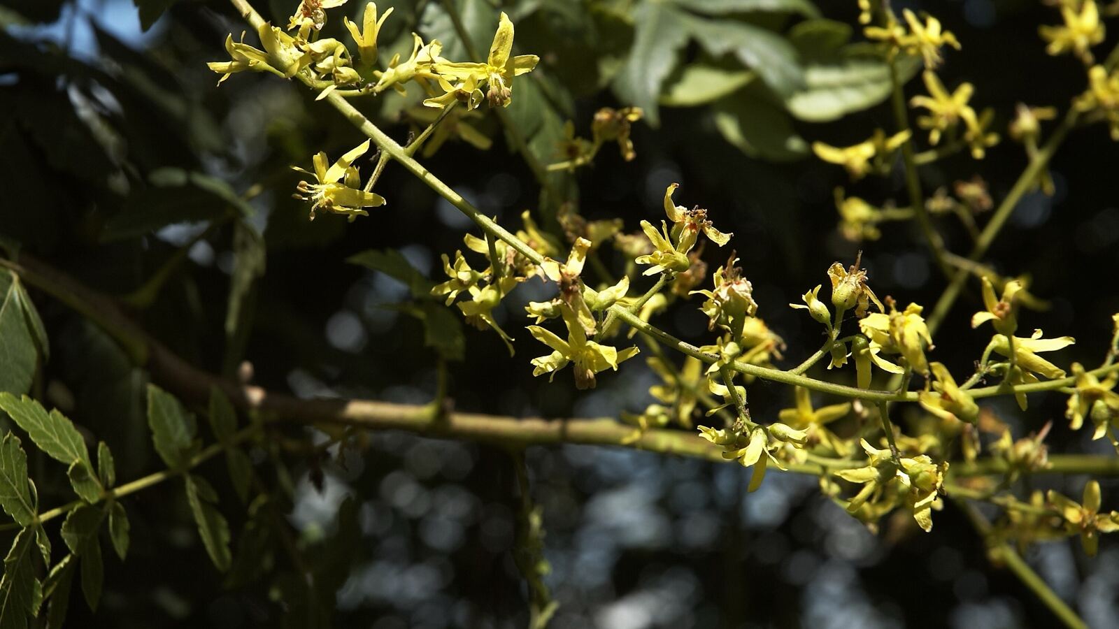 Golden rain tree with upright panicles of yellow flowers and papery seed capsules