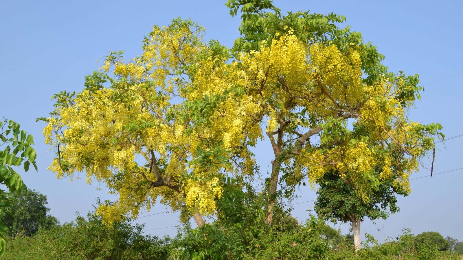 Golden shower tree hung with long cascading chains of bright yellow flowers