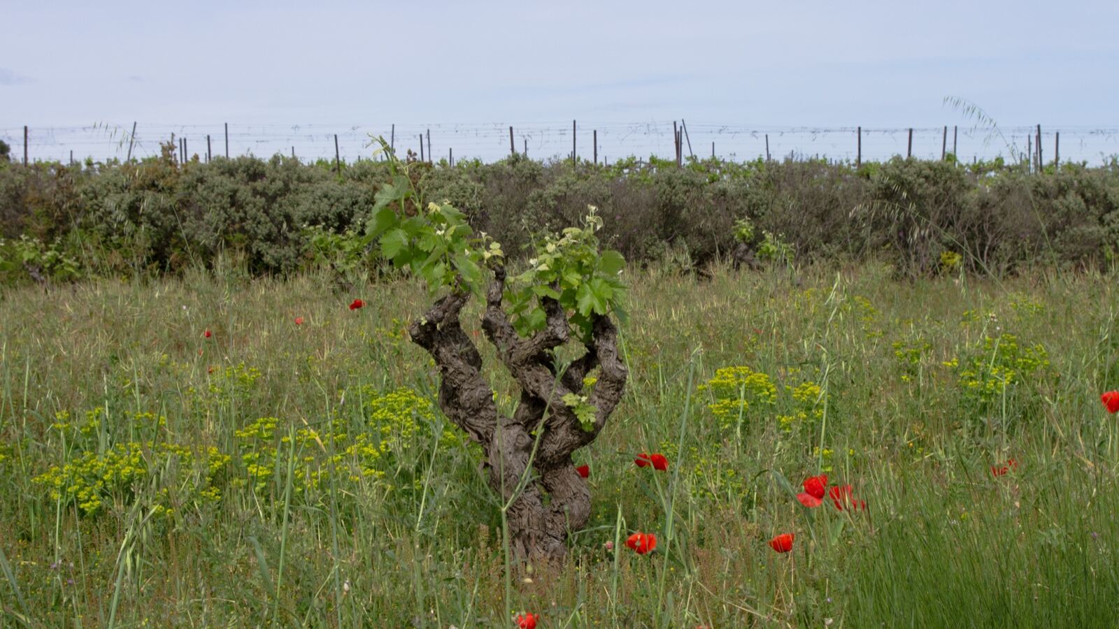 Ripening grape bunches hanging beneath vine leaves on a trained cordon