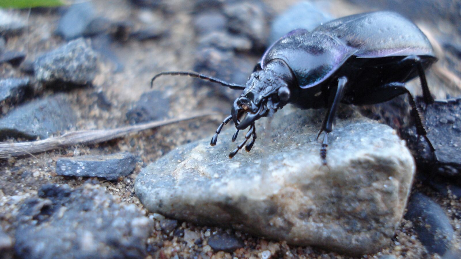 A glossy black ground beetle on bare soil