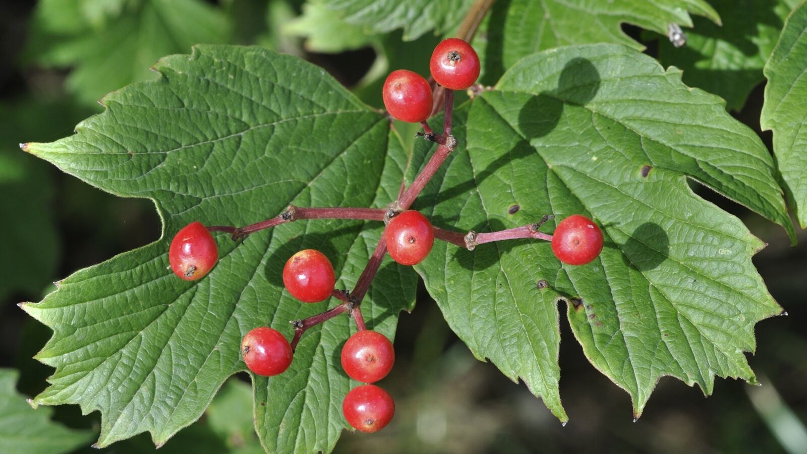 Guelder rose with clusters of glossy translucent red berries and autumn leaves
