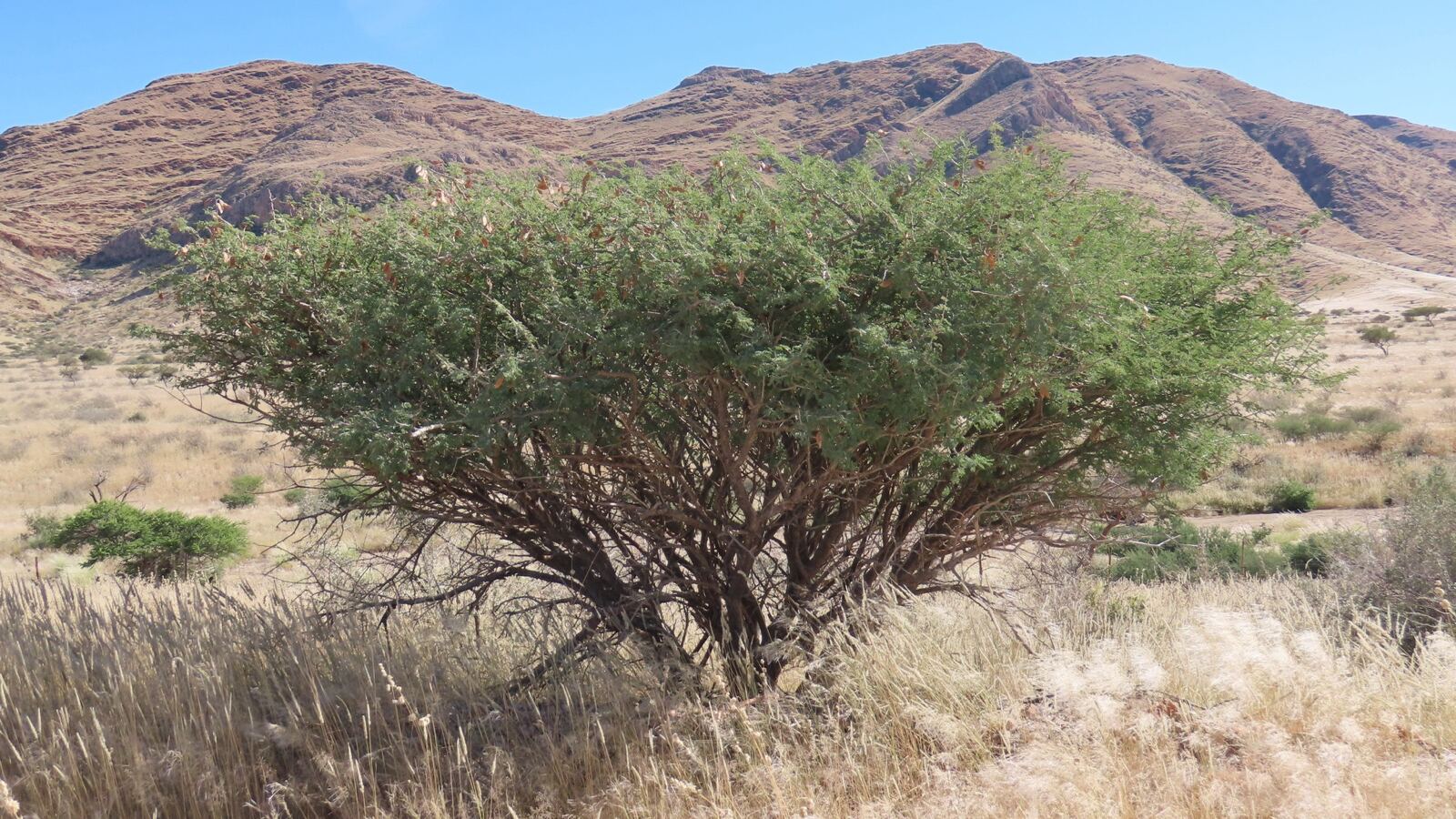 Gum arabic acacia in dry savanna with amber gum nodules on the bark