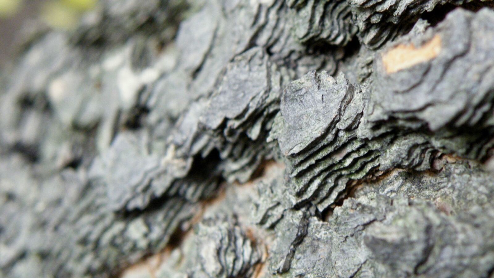 A mature hackberry with distinctive warty corky bark and a broad crown